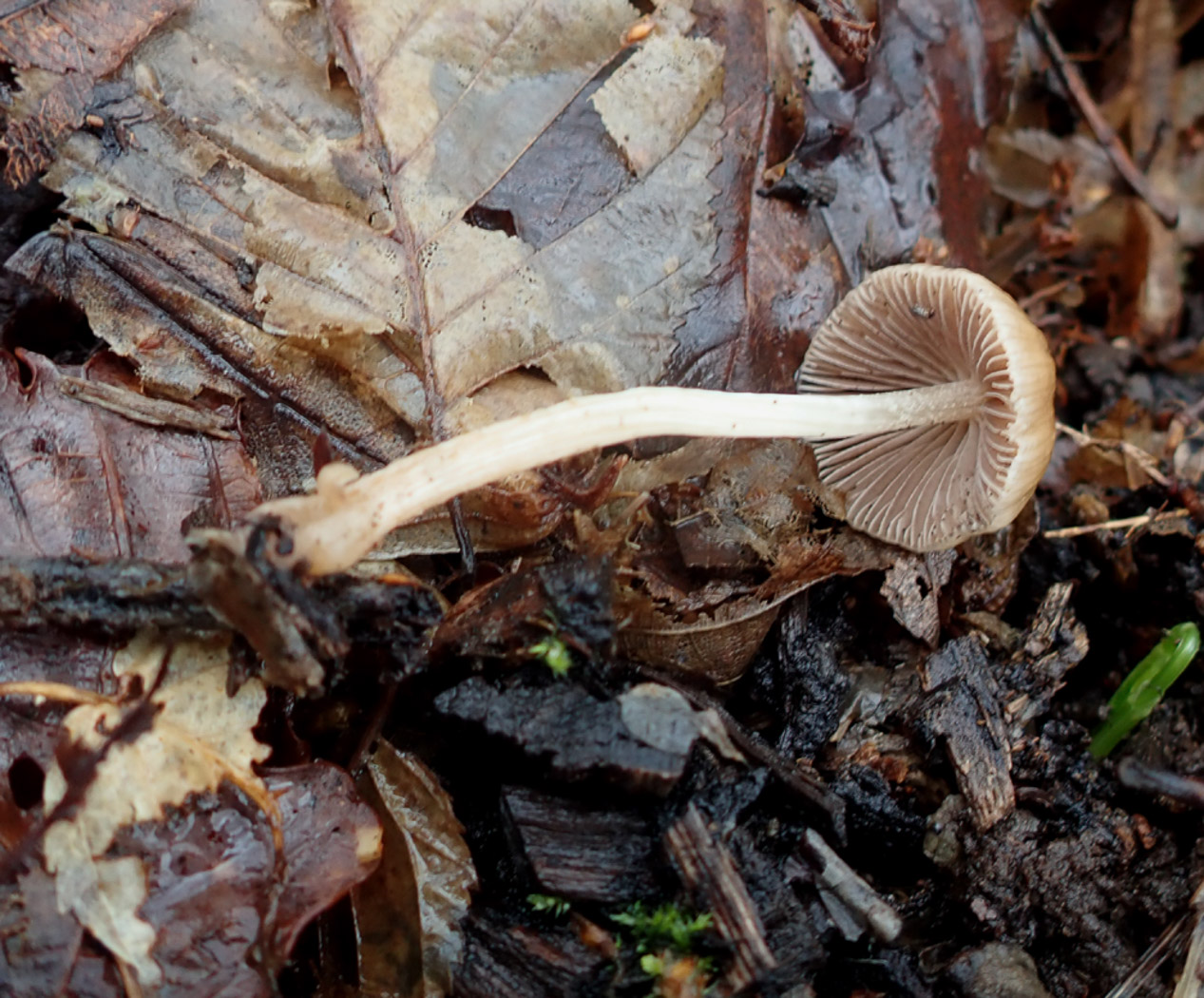 Photo © Penny Cullington Psathyrella spadiceogrisea by Penny Cullington